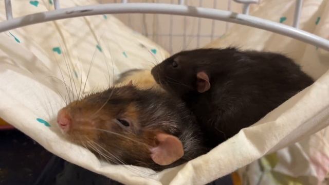 Какая у крыс должна быть влажность воздуха в комнате. Сухой воздух опасен для крыс смотреть онлайн