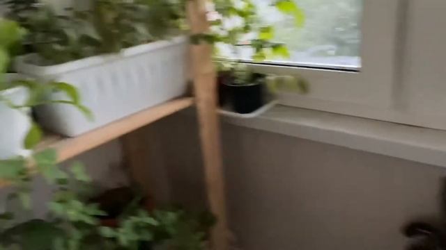 3 дня без полива! Все пропало?! Огород на балконе