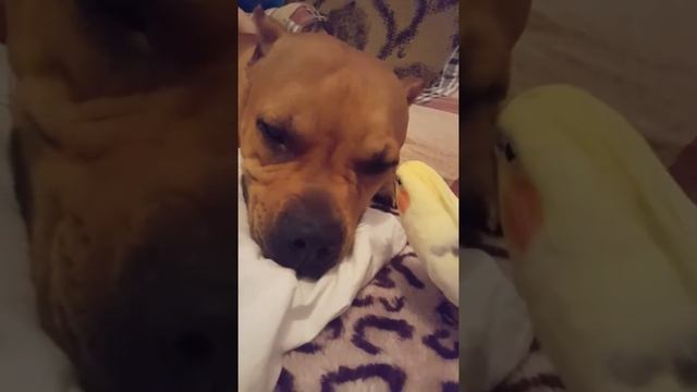 Попугай корелла мешает спать нашему питбулю смотреть онлайн