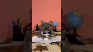 ГАЛЛЮЦИНАЦИИ →
 #kotynet →

🐱