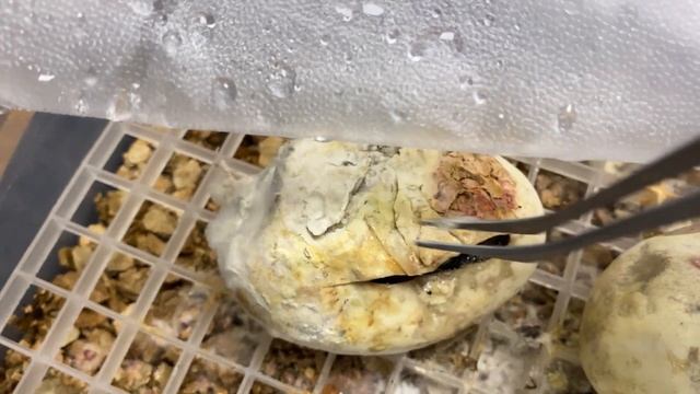 Ball Python Egg Cutting - 2023 Clutch C02 смотреть онлайн