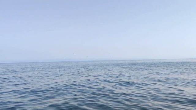 Морская рыбалка Лакедра , Владивосток , камбала , Honda 90 , Nissan Seabreeze 500 , Nikolay Baryshe смотреть онлайн