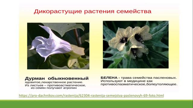 Семейство пасленовые, семейство тыквенные. смотреть онлайн