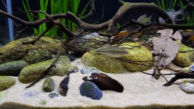 Polskie RYBY w Akwarium ? Akwarystyka Zimnowodna смотреть онлайн