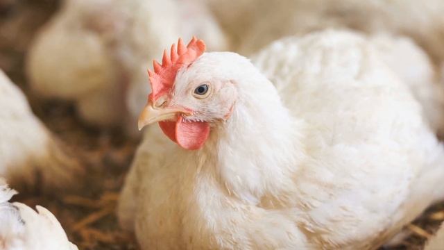 К чему снится КУРИЦА или видеть КУРИЦУ во сне ★ Толкование Снов ★ СОННИК 3.0™ смотреть онлайн