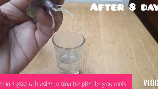 Tradescantia Nanouk Guide | Propagation & Care Tips смотреть онлайн