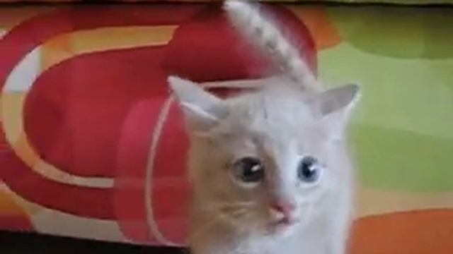 Котенок злится смотреть онлайн