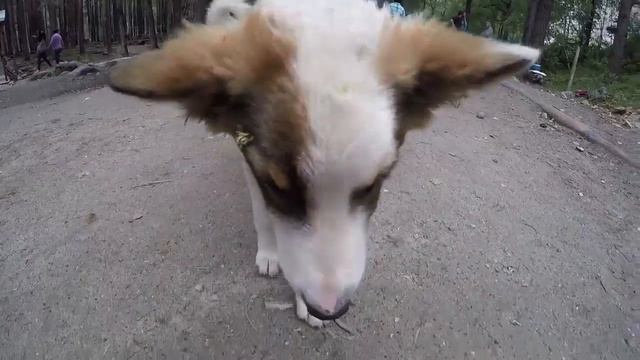 Ангарск отдых Аршан arshan.net.ru смотреть онлайн