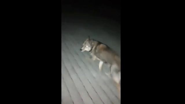 П'єс маму мав? А брата мав? А тата мав? смотреть онлайн