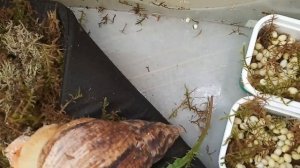 КЛАДКА УЛИТОК АХАТИН |УЛИТКА СНЕСЛА ЯЙЦА, ЧТО ДЕЛАТЬ? ОТБРАКОВКА!