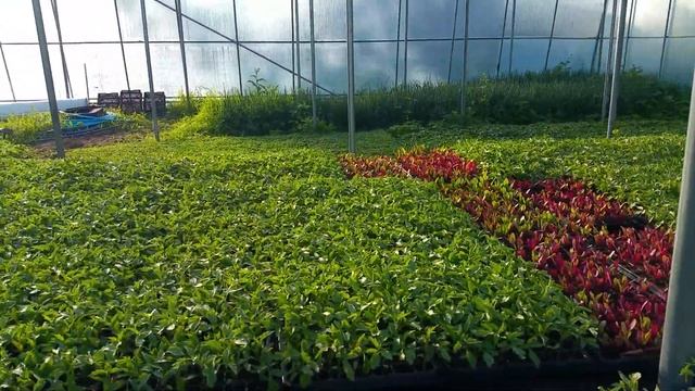 Как правильно выращивать рассаду в теплице смотреть онлайн