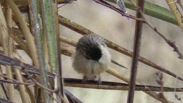 Cactus Wren (Campylorhynchus brunneicapillus) On the Ground, Preening and Stretching смотреть онлайн