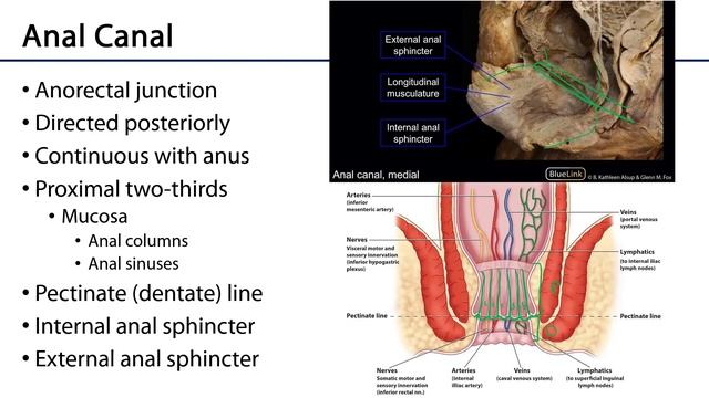 Rectum and Anal Canal - M1 Perineum смотреть онлайн