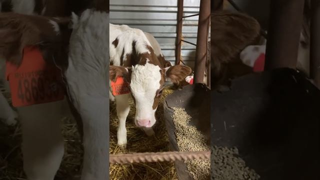 Телята симменталы продажа в Краснодарском крае смотреть онлайн