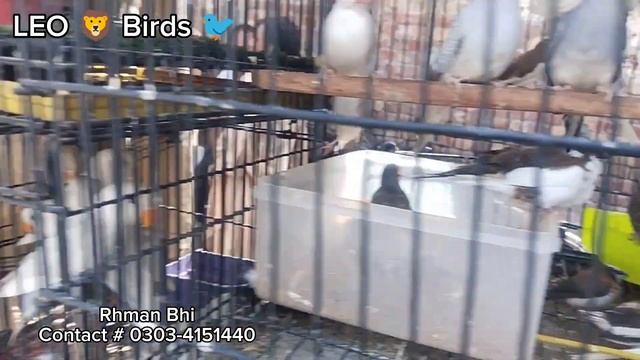 Aj Ke New update Love Birds java And cocktail different motation Birds ? Good Quality Date 4-6-2023 смотреть онлайн