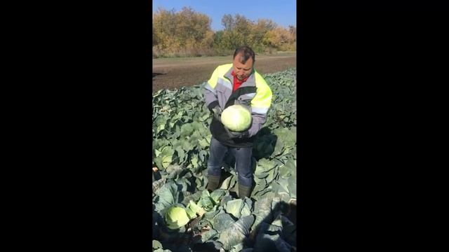 Краще від Seminis капуста Ларсія F1 (Larsia F1) - гарантований урожай високоякісної капусти смотреть онлайн