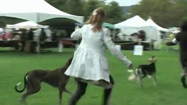The 2010 Saluki Club Of Greater SF Specialty