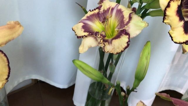 Выставка Лилейников в Москве (Музей им. Тимирязева) 2 августа 2017 года. Часть 1 смотреть онлайн