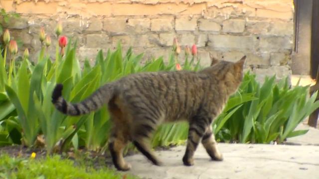 Мой кот Мурзик гуляет смотреть онлайн