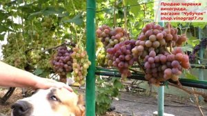 Виноград НИЗИНА -  дар природы с крупными гроздями и ягодами, с возможностью хранения зимой.