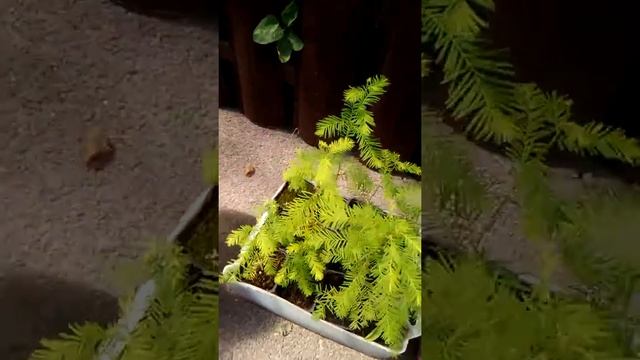 Сеянцы болотных кипарисов смотреть онлайн