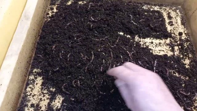 Активация маточного червя ккч смотреть онлайн