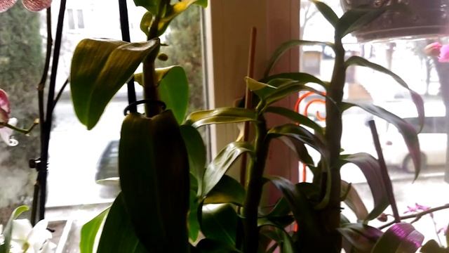 Дендробиум Нобиле?супер орхидея!!!? смотреть онлайн