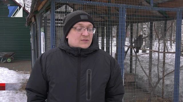 Что за птица – канюк? смотреть онлайн