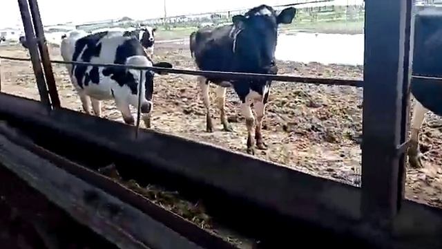 #нетелей# голштин Фриз 32 голов стелнисти от 4 до 6 месес +79220355557 смотреть онлайн