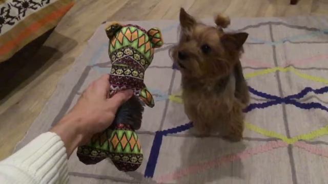 Cute dog in slow motion смотреть онлайн