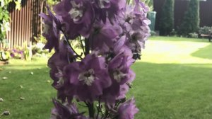 Дельфиниумы, размножение делением куста