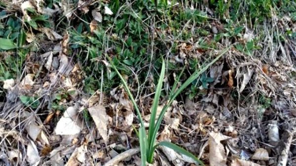 Asphodelus albus + Picous Vidéo 840 - 2022