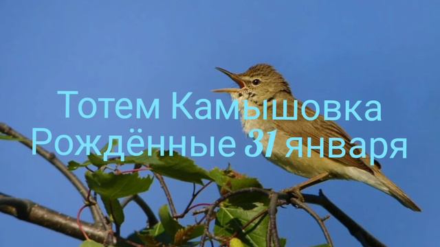 Тотем Камышовка рождённые 31 января смотреть онлайн