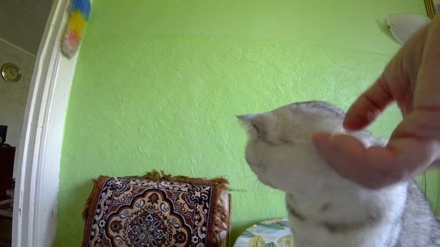 Влог. Кот зевает, когда его гладят. смотреть онлайн