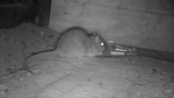 The Big Cheese - Fresh N' Tasty Mouse Trap. Mousetrap Monday