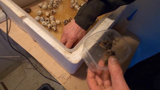 VLOG:Вылупились перепелята, танчик, потом в заброшке, соседский песик, собираем яйца, бройлеры. смотреть онлайн