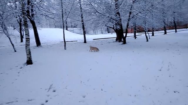 Гарри Поттер из Весенней Сказки - 10\12\2017 смотреть онлайн