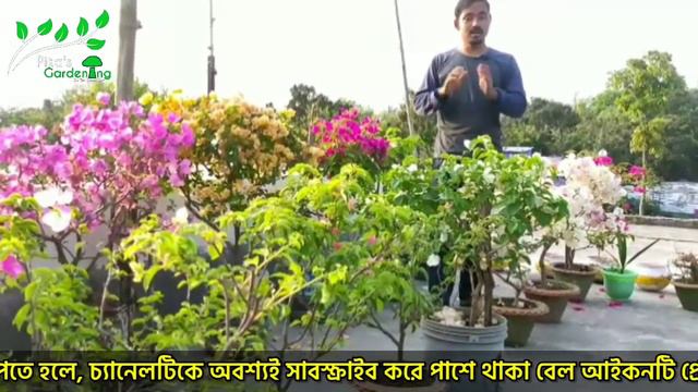 Bougainvillea বোগেনভেলিয়া ফুলে ভরে উঠবে যদি মেনে চলেন এই একটাই শর্ত ❌ No Fertilizer ❌ смотреть онлайн