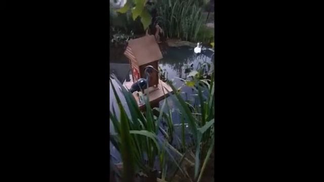 Автоматическая кормушка для пруда смотреть онлайн