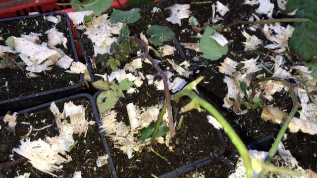 Ежевика, мыши и Новый год смотреть онлайн