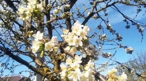 Цветение черешни