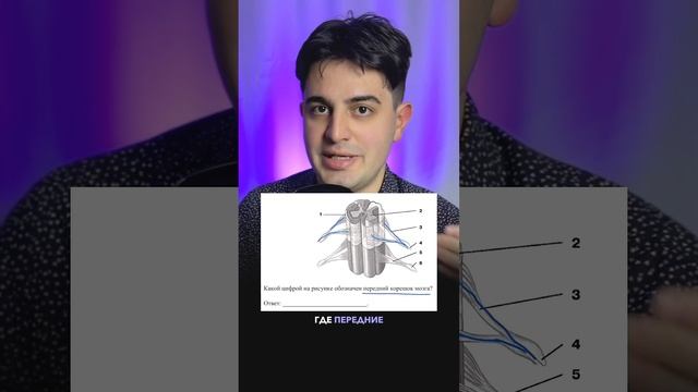 Интересное задание про спинной мозг смотреть онлайн