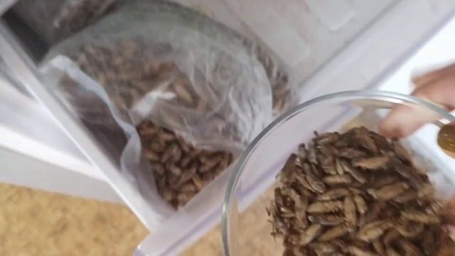 Взвешиваю и пересчитываю сверчка. Сколько штук в килограмме смотреть онлайн