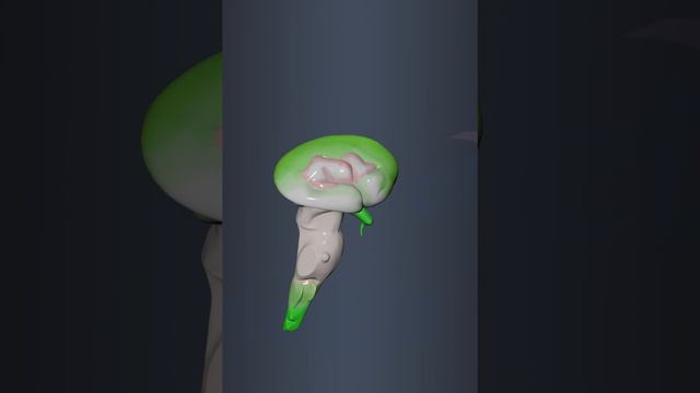 Brain - anatomy of brain смотреть онлайн