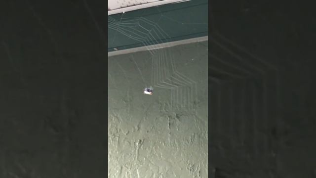 Пауки Флориды.Шипастый паук-кругопряд. смотреть онлайн