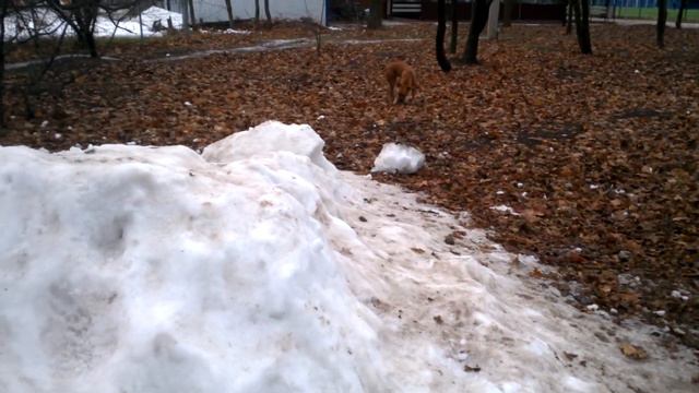 Питбуль и первый искусственный снег.(Pitbull and the first artificial snow.) смотреть онлайн