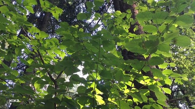 Какая Романтическая Нежная МУЗЫКА и Очаровательный Летний Лес! смотреть онлайн