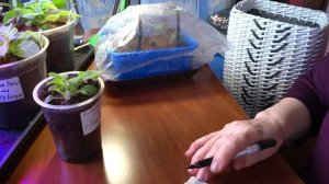 Что я делаю с обрезками ротанга которые остаются после плетения кашпо