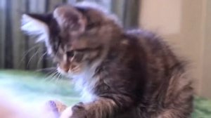 Как выбрать котёнка мейн-кун. На что необходимо обратить внимание.