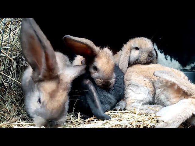 Самый важный совет , сделай это для кроликов. смотреть онлайн